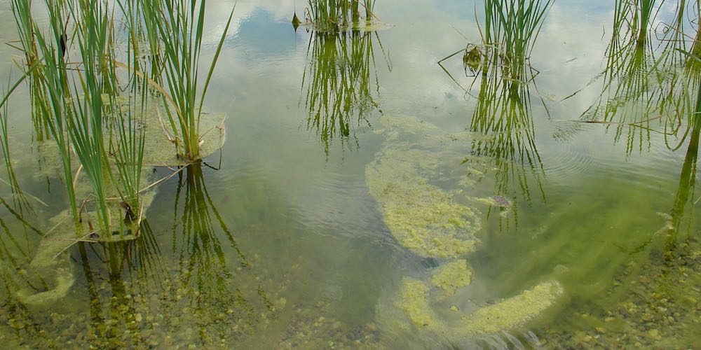 Zu den Grünalgen gehören auch die Fadenalgen welche sich im Teich bei Nährstoffüberangebot und seichtem Wasser gerne ausbreiten, zur Plage werden.