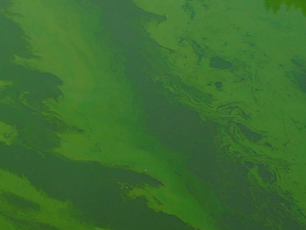 Blue algae in the lake form an oily film on the water surface.